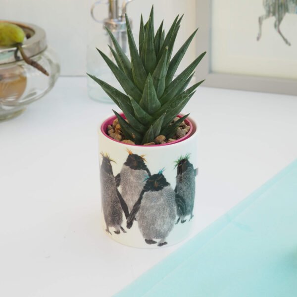 Ceramic Pot with Cactus Plant Rockhoppers
