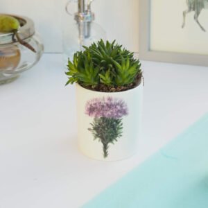 Ceramic Pot with Cactus Plant Thistle